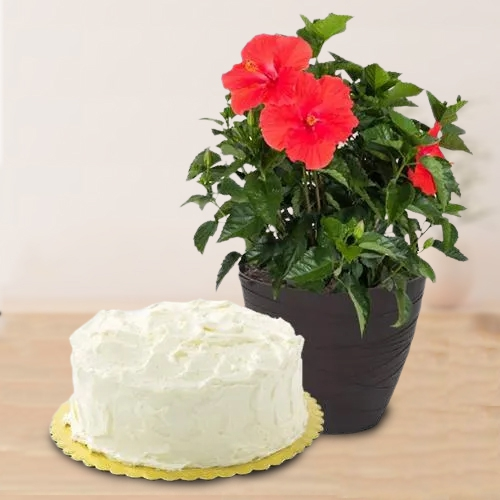 Exotic Combo of Tropical Hibiscus Plant with Vanilla Cake