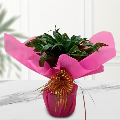 Good Luck 2 Tire Bamboo Plant with Tissue Wrap