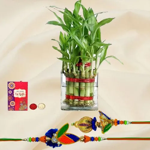 Lucky Bamboo Plant with Bhaiya Bhabhi Rakhi Set