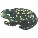 Metallic Frog  to India.Send Silver Gifts Items to India.