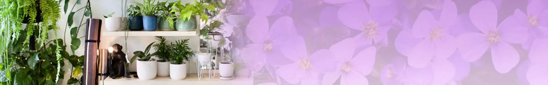 Plants - Online Plants Delivery in India